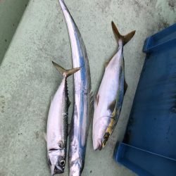 渋いの中でも青物&太刀魚!